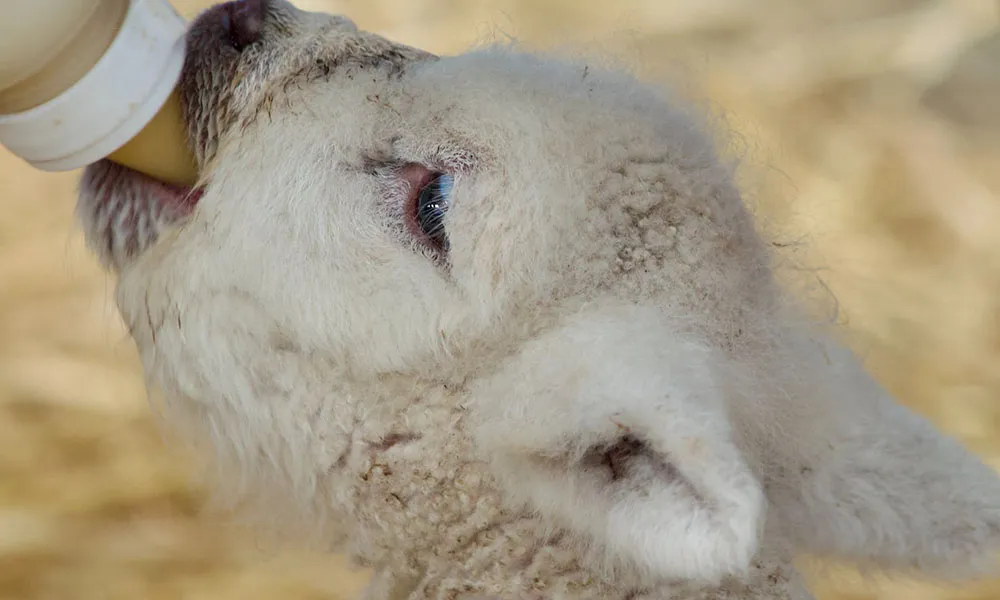 Lambing Season: Why Colostrum is Key