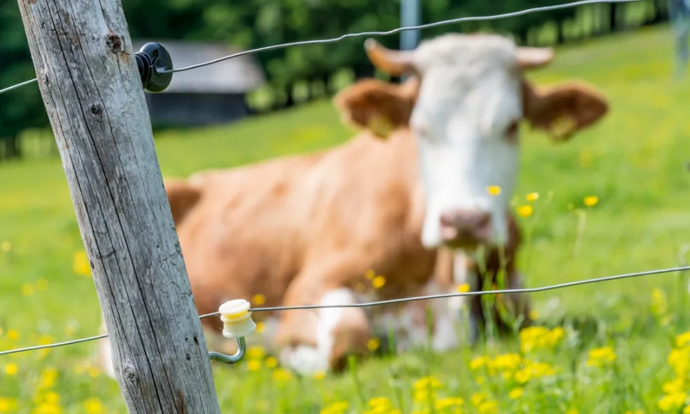 Fencing Bundles for Every Farm Need