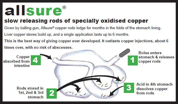 Allsure Bolus - Organic Supplements For Healthy Cattle