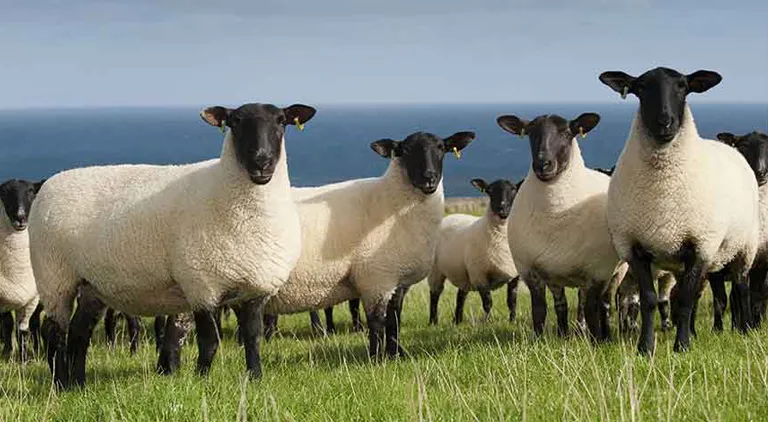 The Sheep Welfare Scheme And Requirements At This Time Of Year