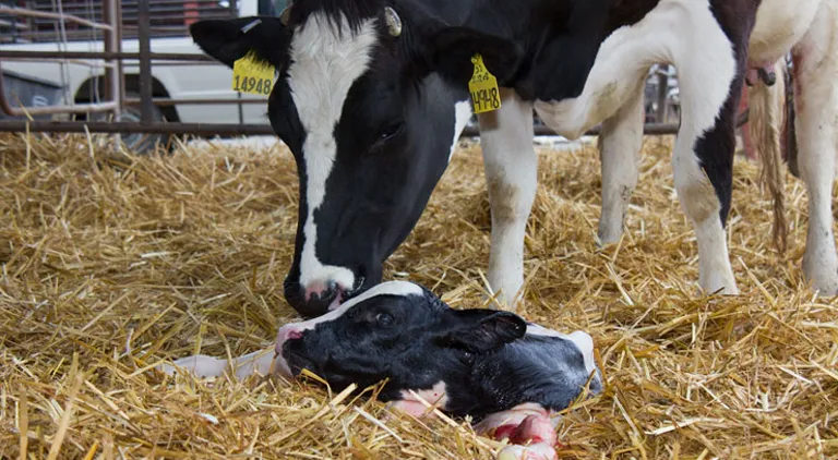 Calving: Avoiding The Pitfalls