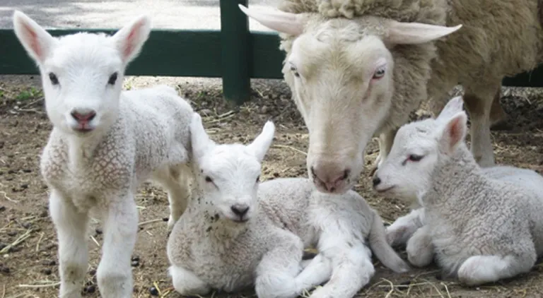 A Stress Free Lambing Season