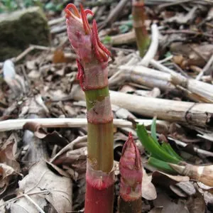 Japanese Knotweed: Know your Enemy