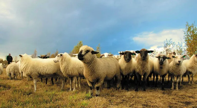 Lambing Time; Have you Vaccinated Your Flock?