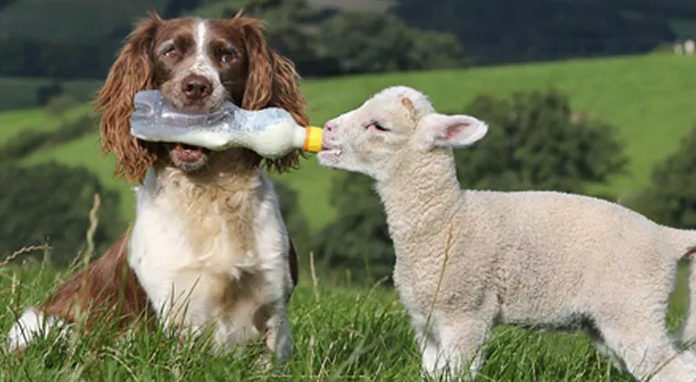 Keeping Surplus Lambs - Is it worth the Hassle?