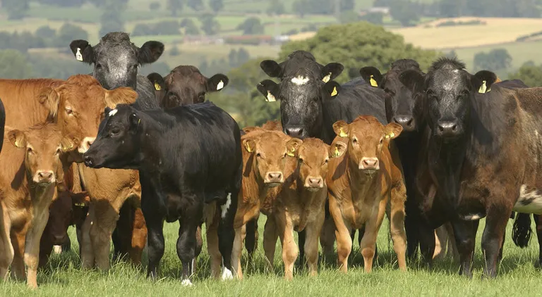 Cow Fertility- Do you know what it takes?
