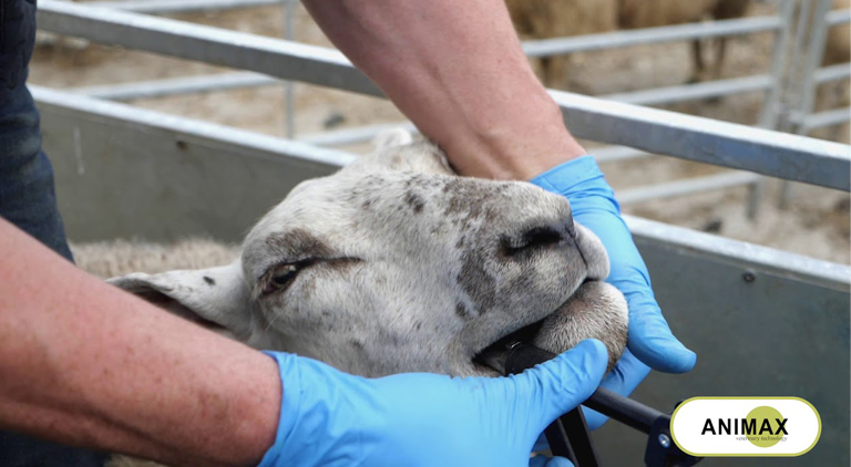 Allsure- Do you know what Trace Elements your Sheep Need?