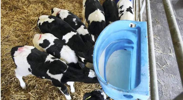 Calf Investment Scheme: Do you know what’s required to Avoid the Pitfalls?
