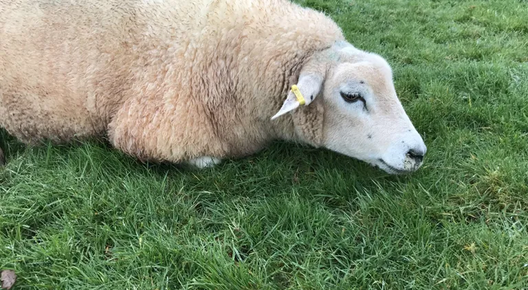 Twin Lamb Disease - Do you know what to do for your flock?