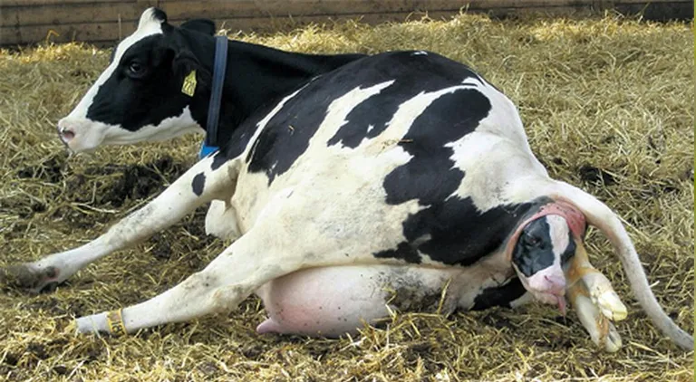 Veterinary Corner with Sarah Ryan- Calving Part 2