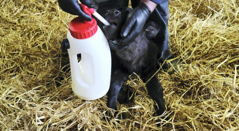 Vetinerary Corner: Do you know how vital Colostrum is?