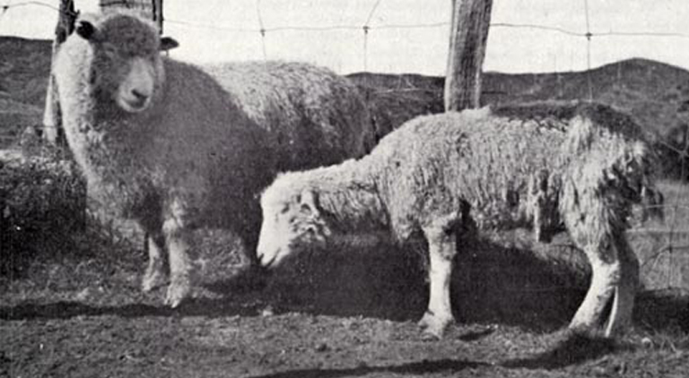The Story Behind Cobalt Deficiency in Sheep - Agridirect 