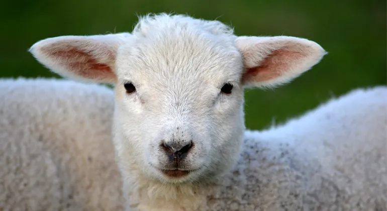 Hygiene At Lambing Time