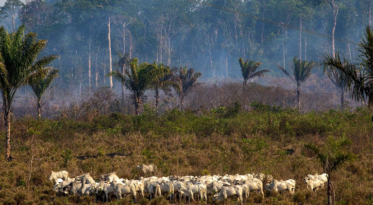 The Environmental Cost of Brazilian Beef
