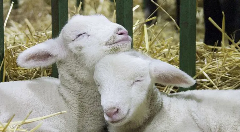 Hypothermia in lambs: causes, cures and prevention