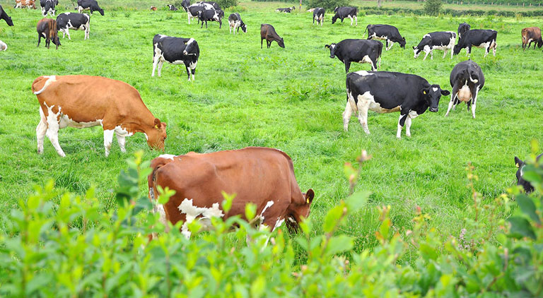 Do you know your grass seed? We look at Teagasc’s improved Pasture Profit Index