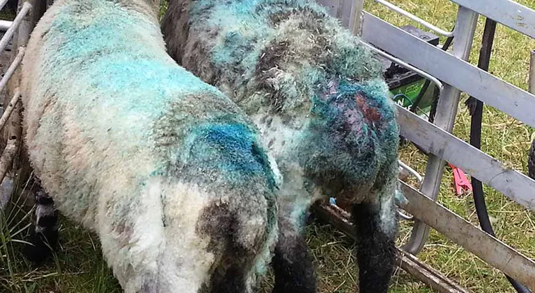 The sheep farmer's scourge - blowfly strike and how to prevent it