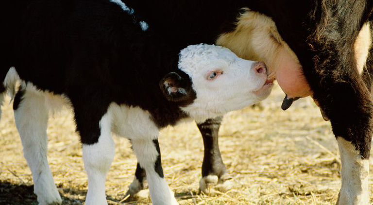 Mineral deficiency in calves - know the right bolus