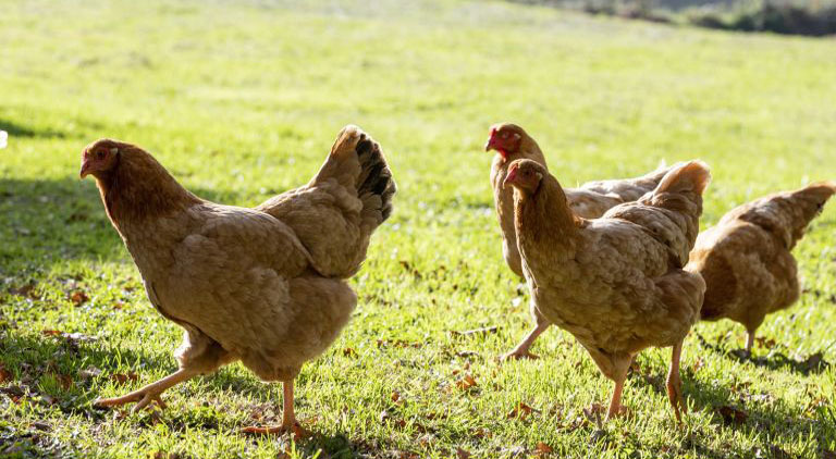 5 Great Reasons to Keep Chickens