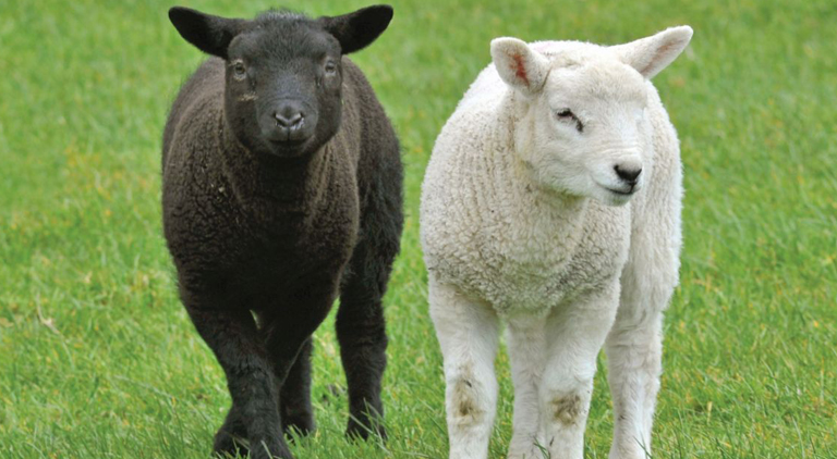 Clostridial vaccination: have your lambs had their jabs yet?