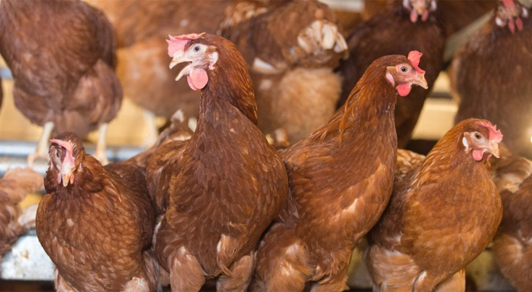 Of Mites and Hen: getting to grips with red mite infestation