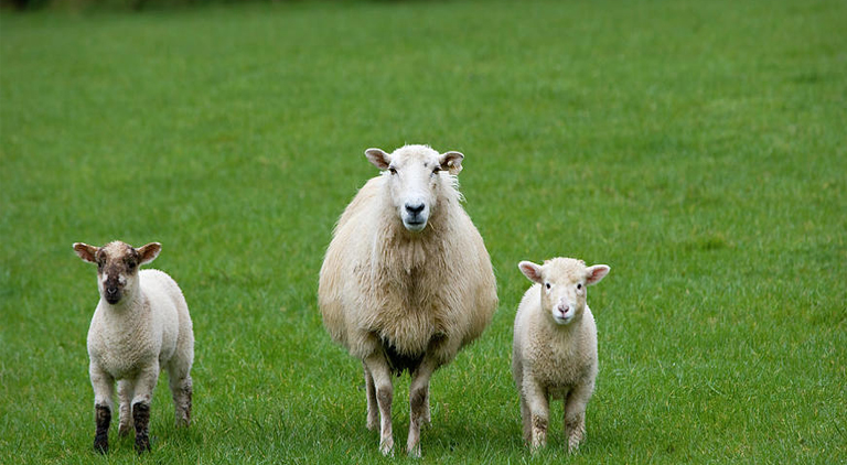 Sheep Vaccinations 001
