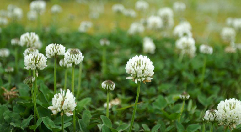 Yes, we need more clover. Here's why!