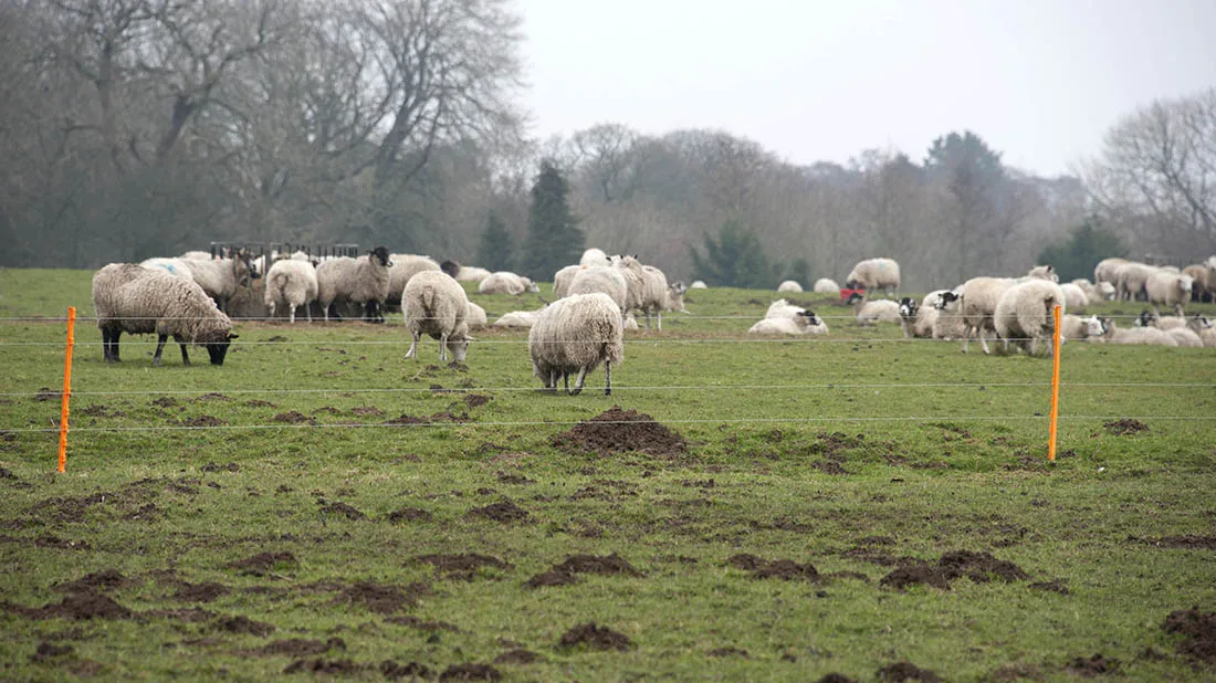 Paddock Grazing Sheep: is it worth the effort?