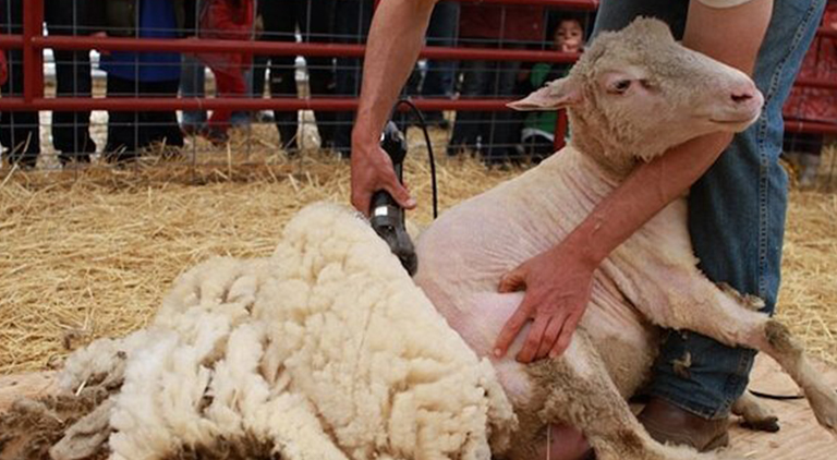 5 signs you've been shearing sheep