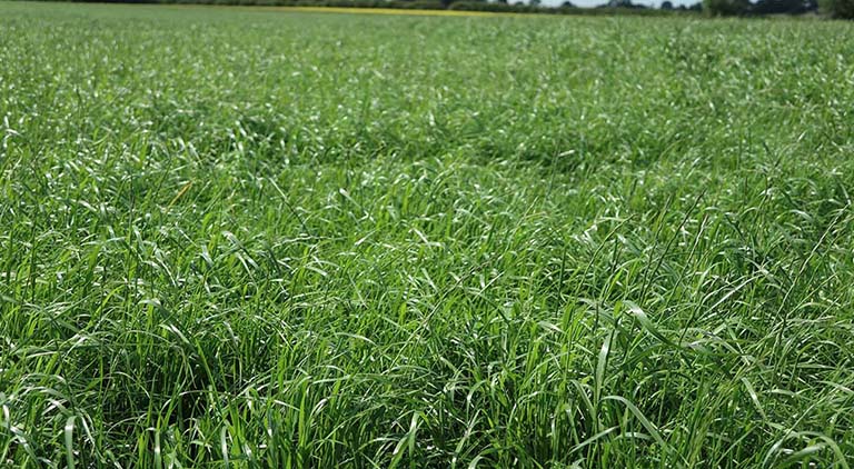 Grassland reseeding: picking the right ingredients