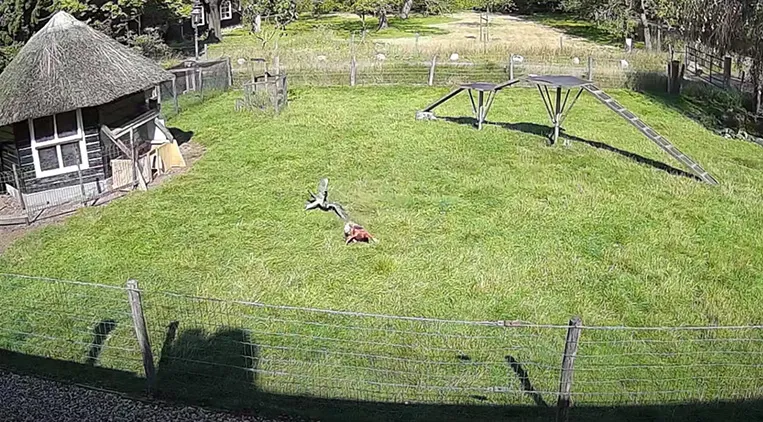 Watch: Goat and Rooster Save Chicken from Hawk Attack