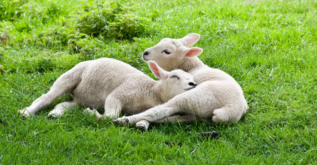 Coccidiosis- What is it really?