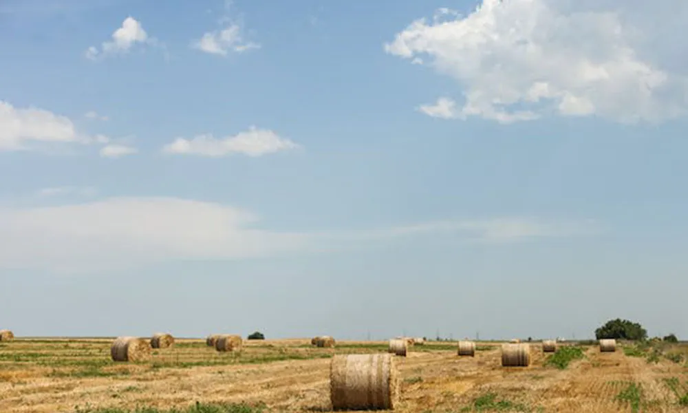 DAFM Update on 2023 Farm Scheme Payment Dates