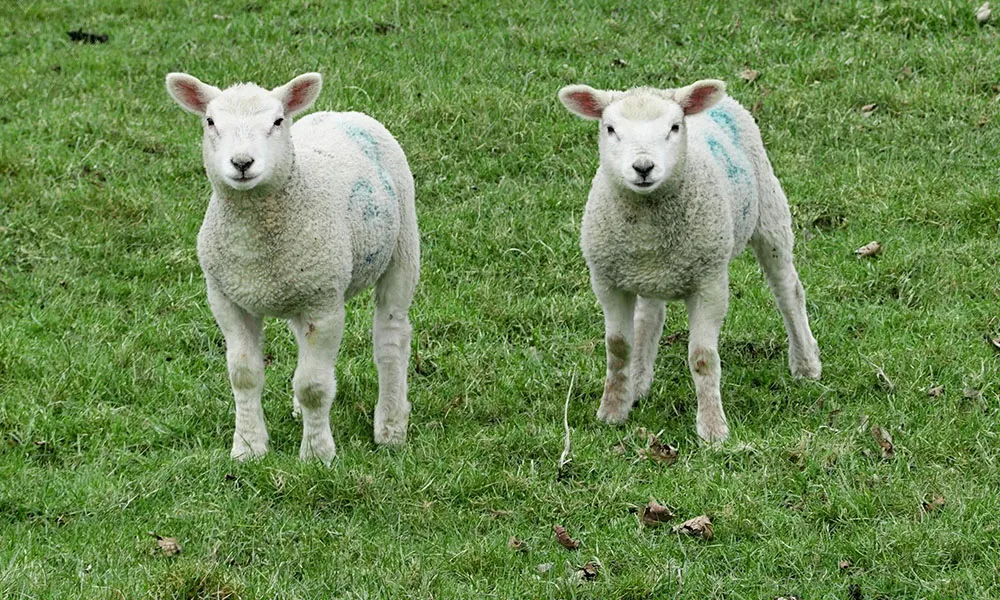 Nematodirus Egg Hatching Season: What You Need To Know