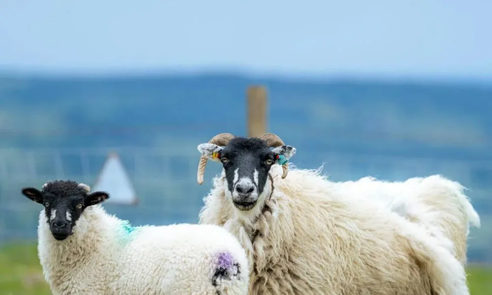 Tetany in lactating ewes: causes, treatment and prevention
