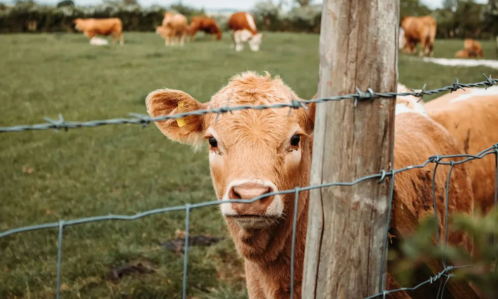 Breeding season: is AI the best option for your herd?