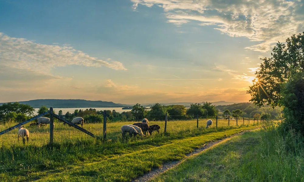 ACRES: What Does the “New REPS” Mean for Irish Farmers?