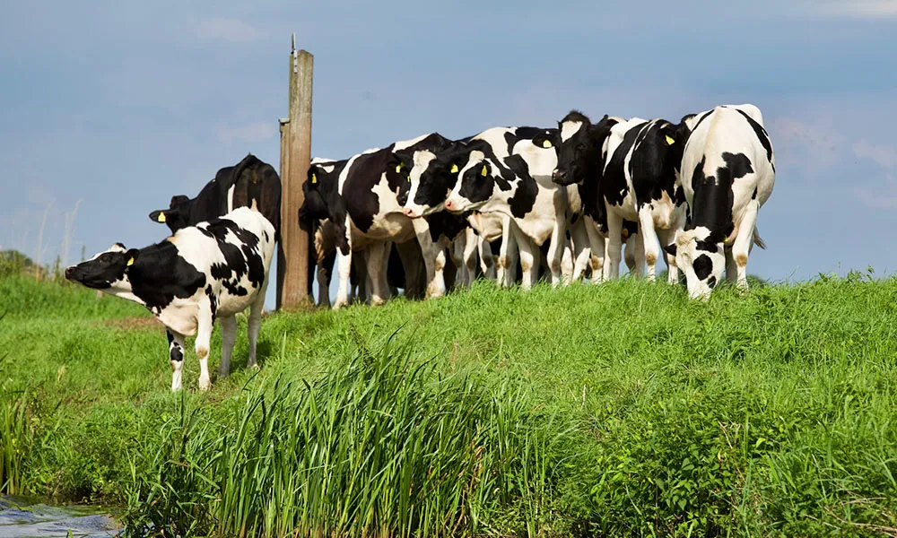The National Dairy Beef Welfare Scheme: Are You Eligible?