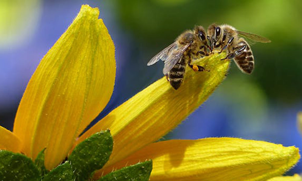 Help them help us - get to work on your bee garden