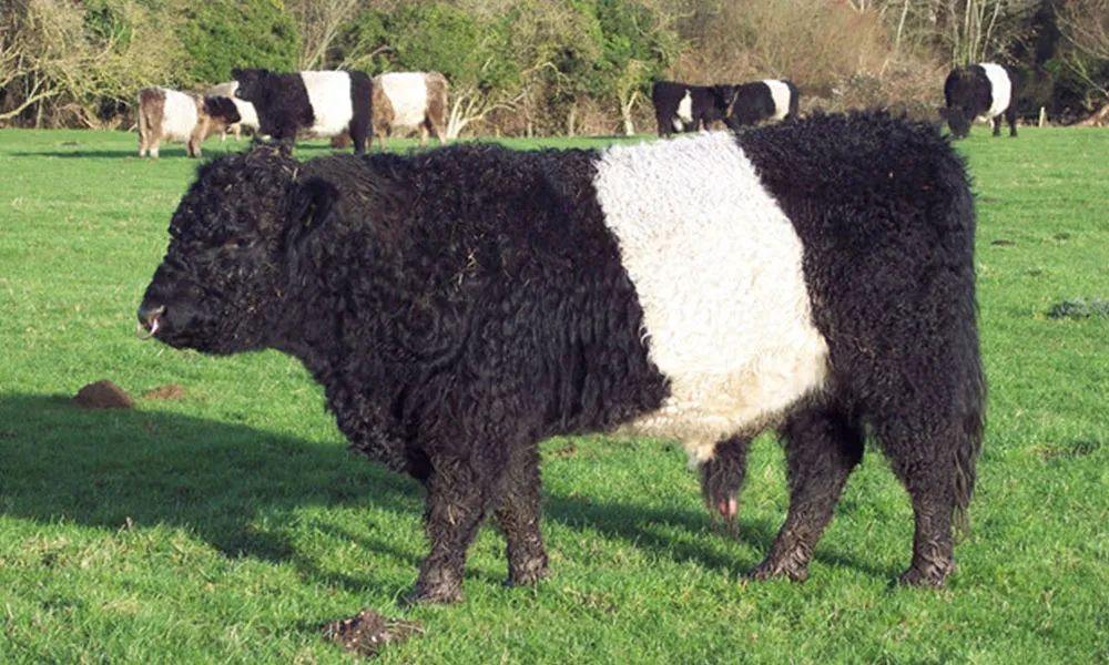 4 Great Cattle Breeds for Poor Quality Ground