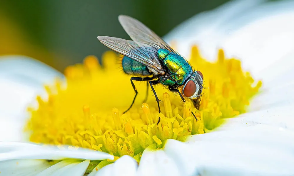 Rise in Temperature Raises Blowfly Threat 