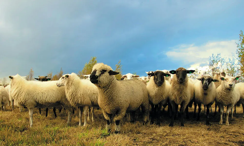 Warm Spell Raises Blowfly Threat