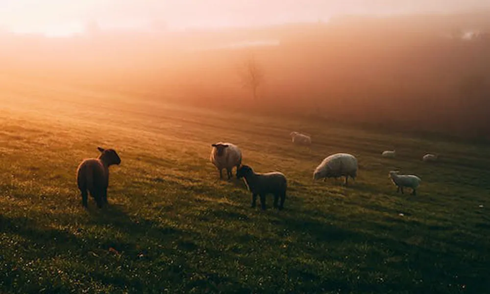 Bluetongue Virus: should we be worried?