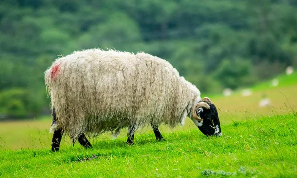 Pre-tupping Ewe Health - here's what to look for!