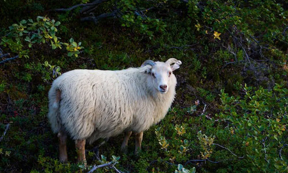 Breeding Ewe Lambs: Pros, Cons and Top Tips