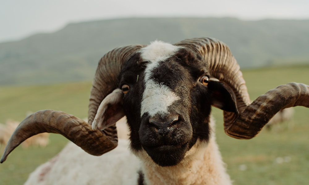 Buying Breeding Rams: How the Sheep Value Breeding Indexes Can Help