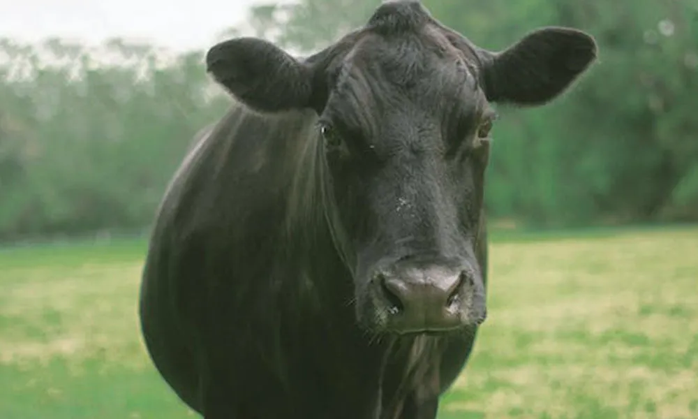 Cattle Breeding Season: Top Tips for Preparing the Herd 