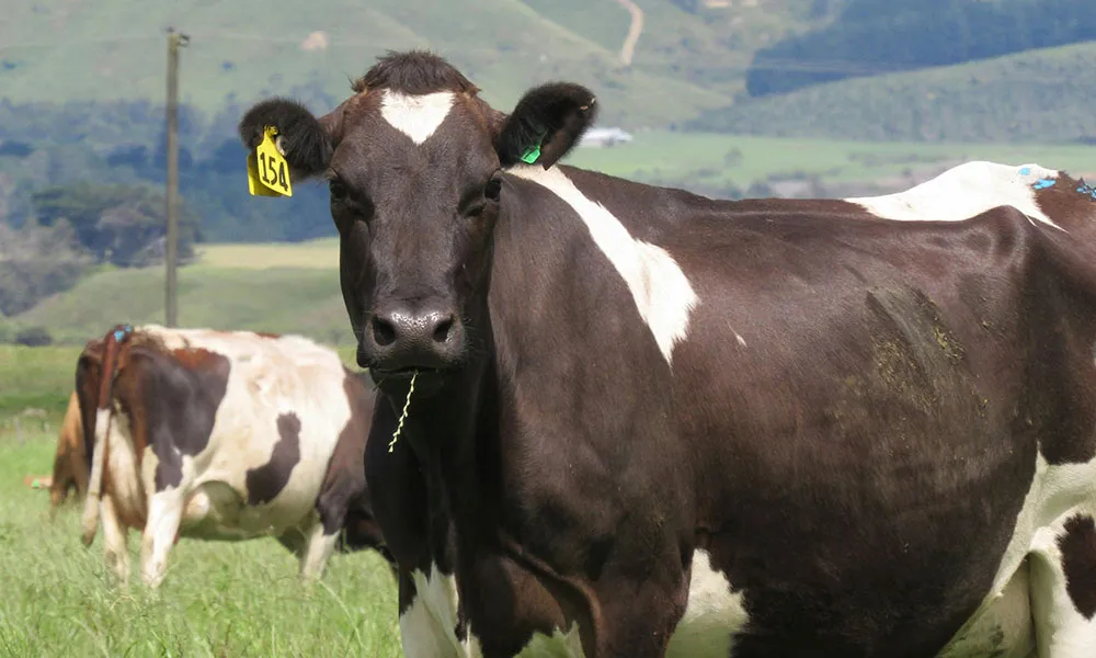 Breeding Season: why a 12-week schedule is best