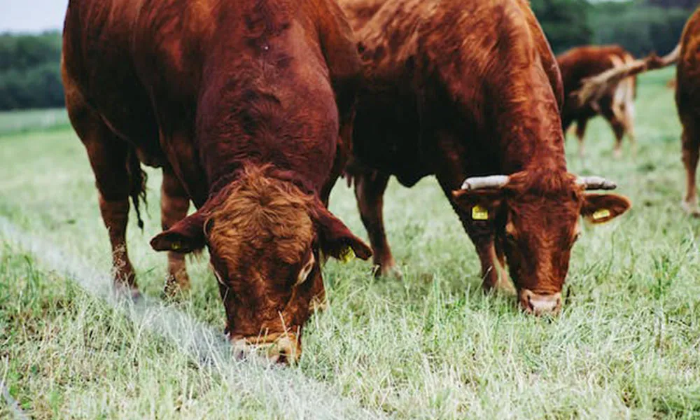 Bull Fertility: Top Tips For The Breeding Season 