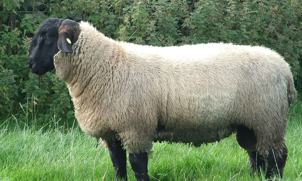 Tupping Season: Top Tips For Buying A Breeding Ram
